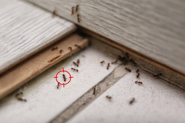 Best Mosquito Control Services  in Bastrop, LA